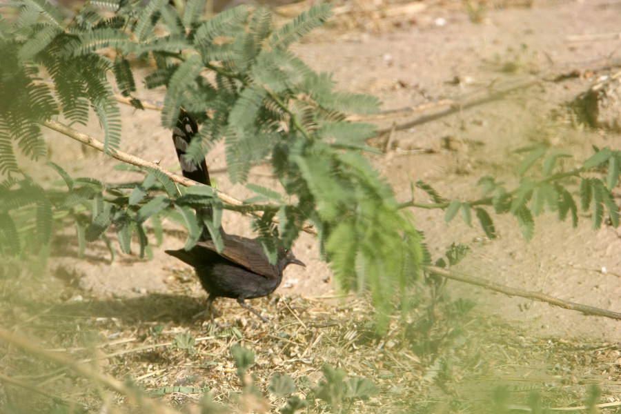 Black Bush Robin feeding on the ground