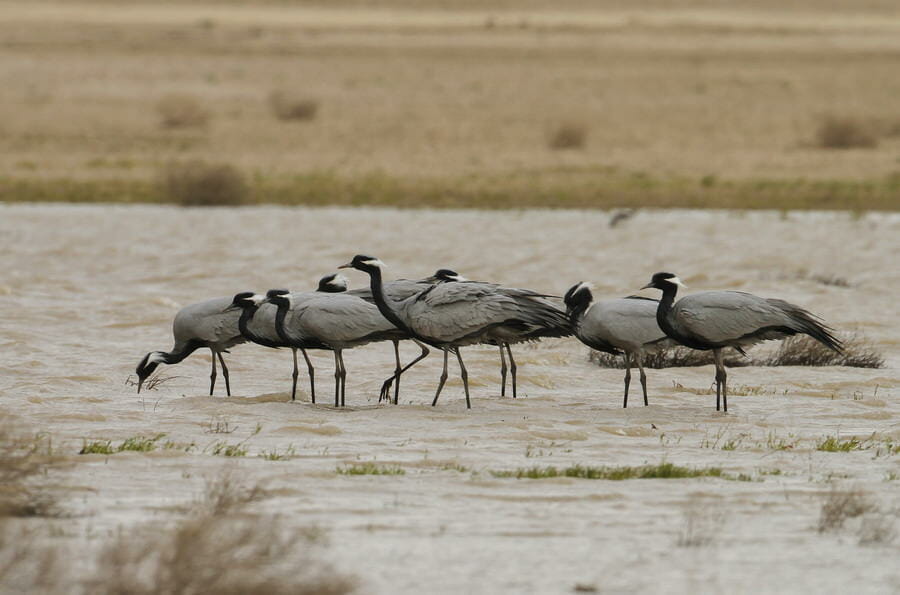 Demoiselle Crane feeding in water