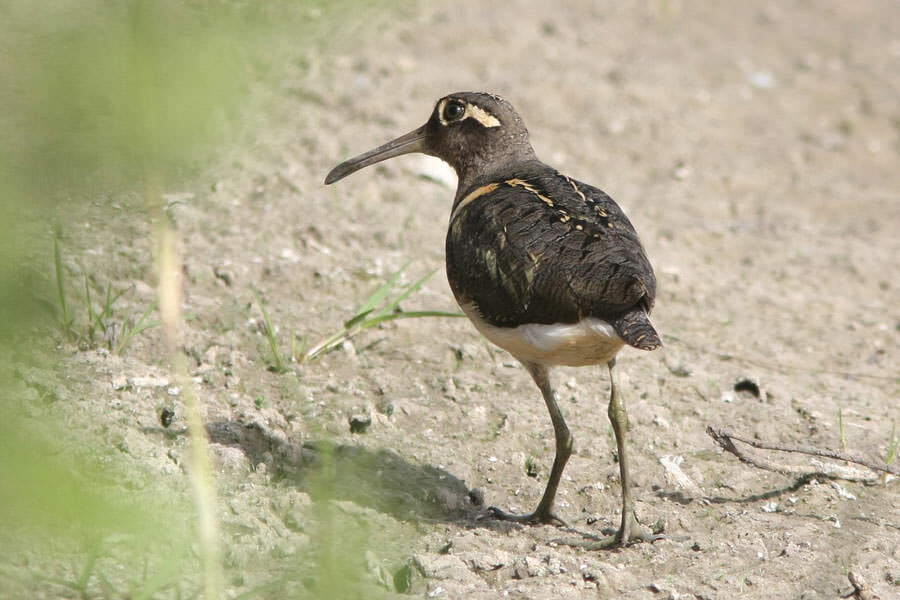 Painted Snipe standing on the ground