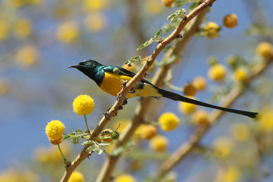 Nile Valley Sunbird perched on a branch of acacia tree