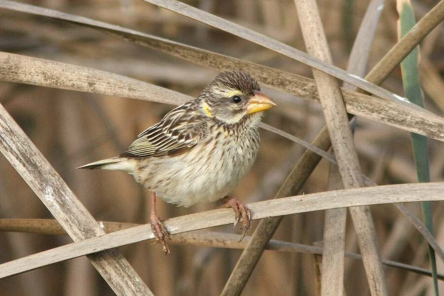 Streaked Weaver female perched on reed stem
