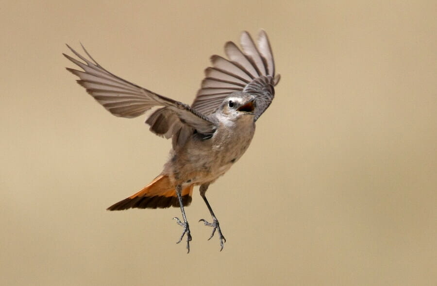 Red-tailed Wheatear just took off
