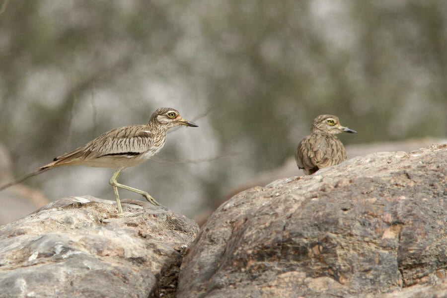 Senegal Thicknee perched on a rock
