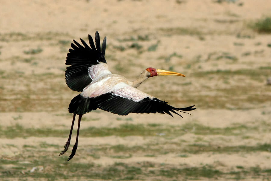 Yellow-billed Stork just took off