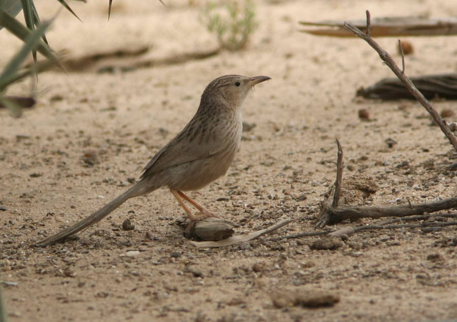Afghan Babbler standing on the ground