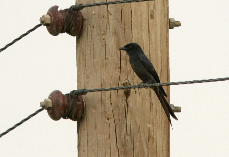 Ashy Drongo perching on electricity cable