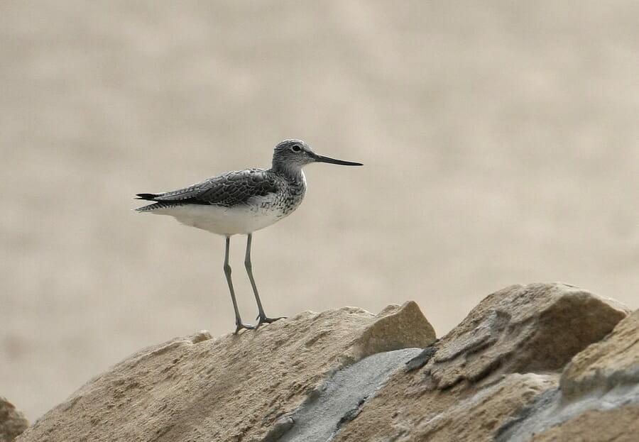 Common Greenshank perched on a rock