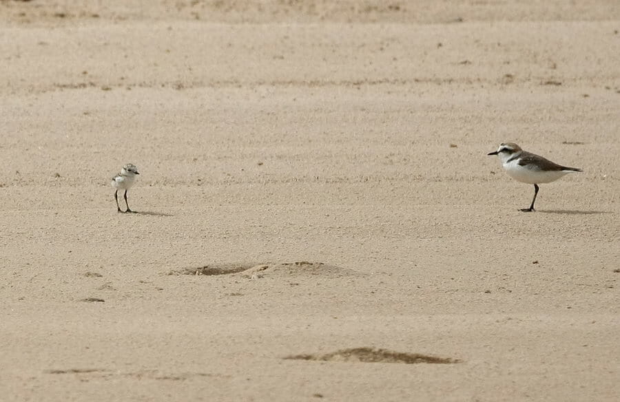 Kentish Plover adult with chick