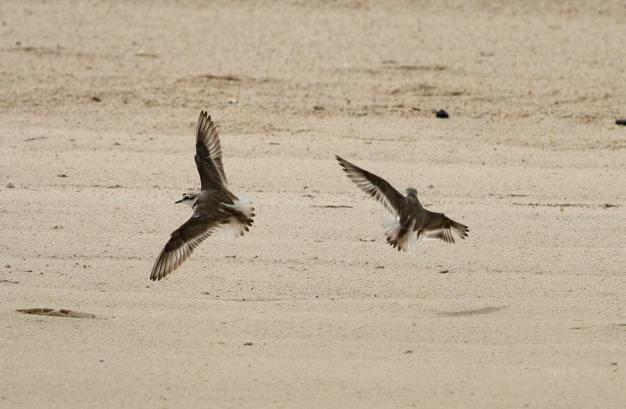Kentish Plover in flight