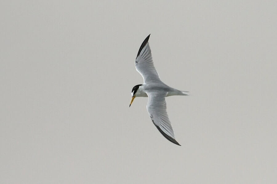 Little Tern in flight