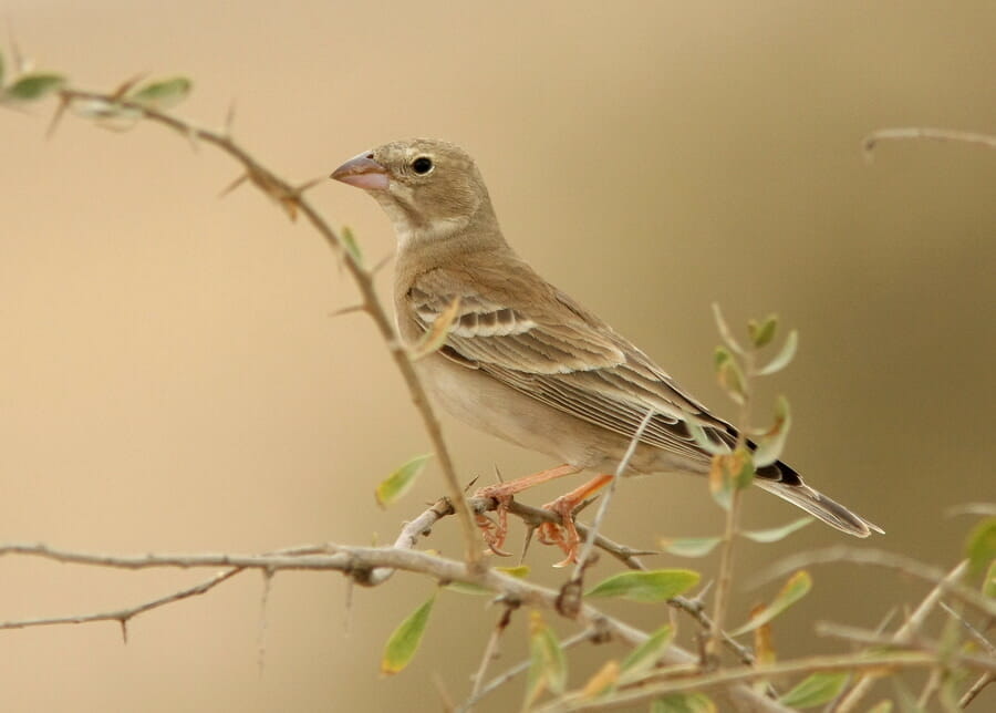Pale Rock Sparrow perched on a branch of a tree