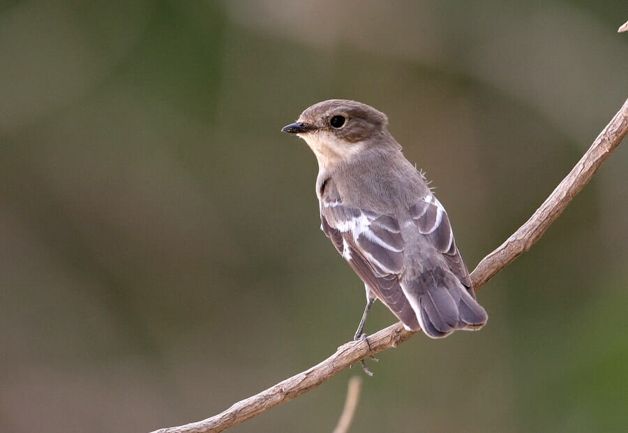 Semi-collared Flycatcher perched on a branch