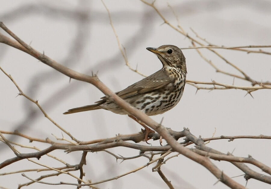 Song Thrush perched on a branch