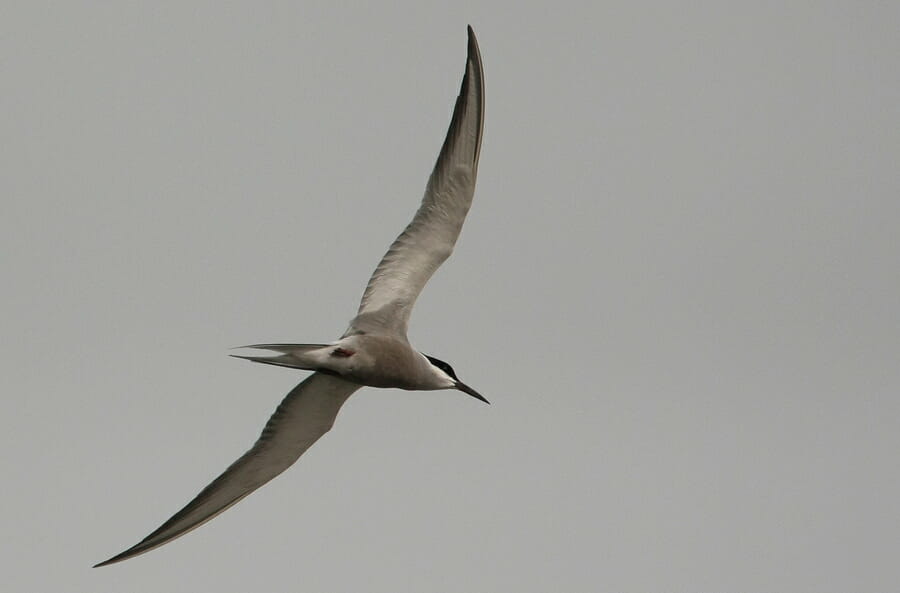 White-cheeked Tern in flight