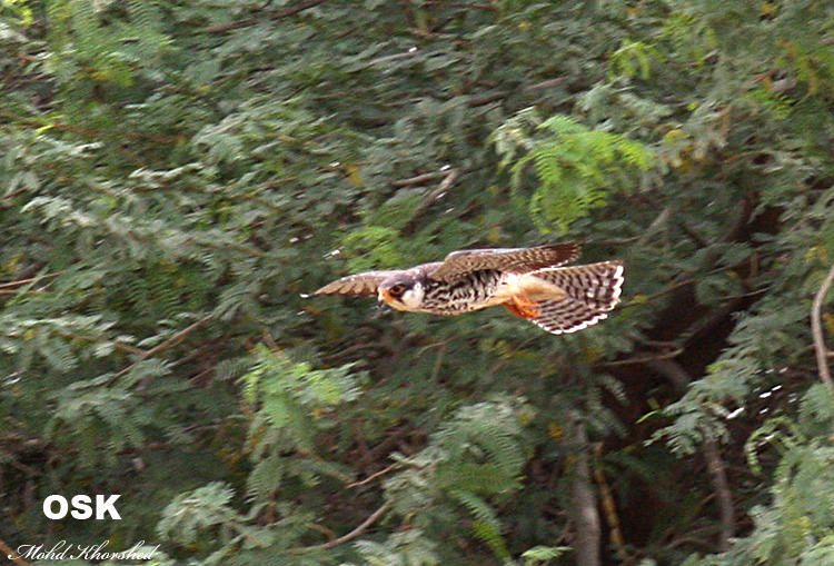 Amur Falcon in flight