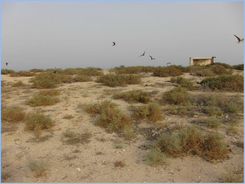 Bridled_Tern_habitat Bridled Tern in Kubbar Island