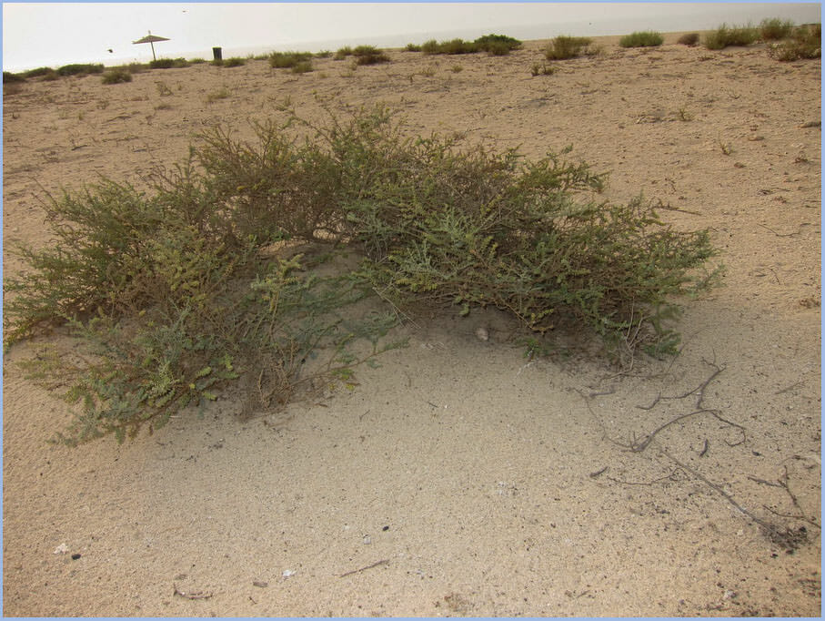 Suaeda vermiculata_2 Suaeda vermiculata bush in Kubbar Island