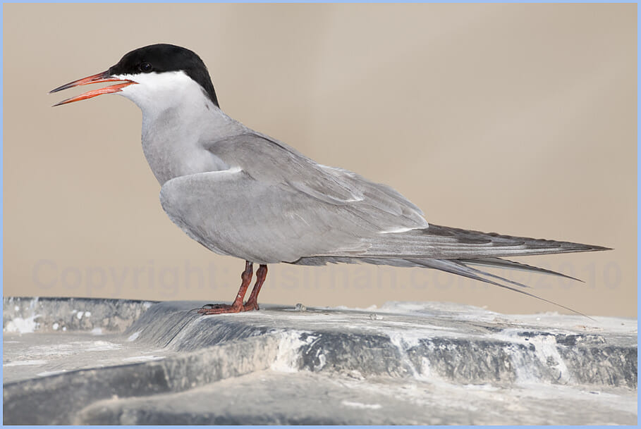 White-cheeked_Tern_MG_1937 White-cheeked Tern standing in rubbish-pin in Kubbar Island