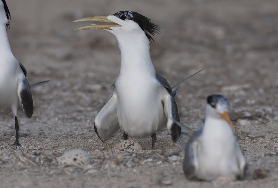 Swift Tern standing on its egg