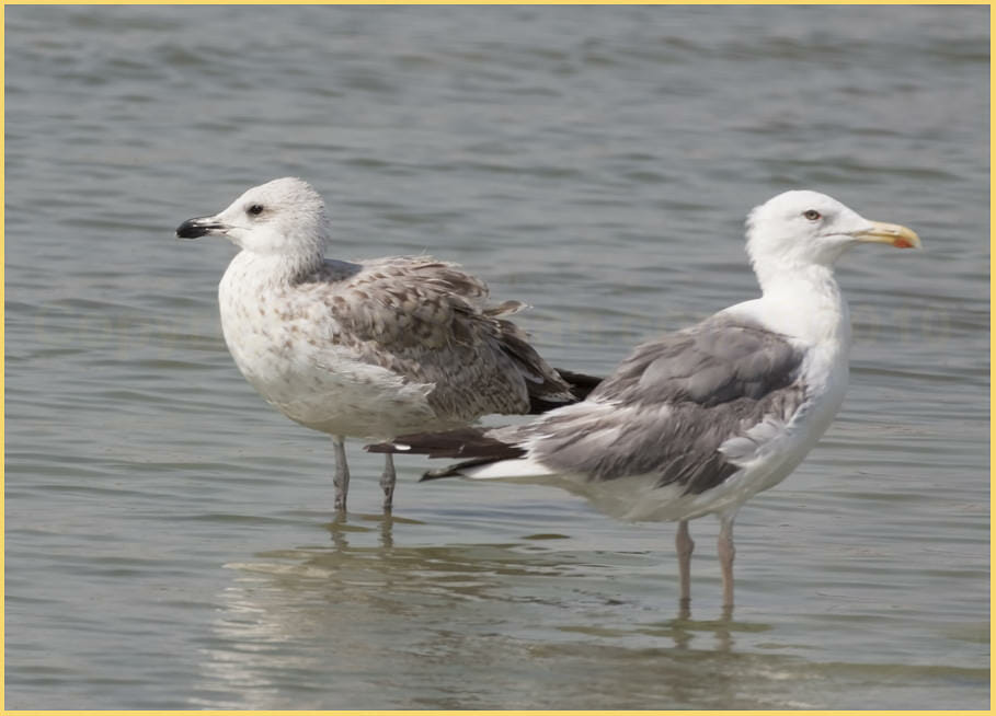 Armenian Gull Larus armenicus Armenian Gull standing in water