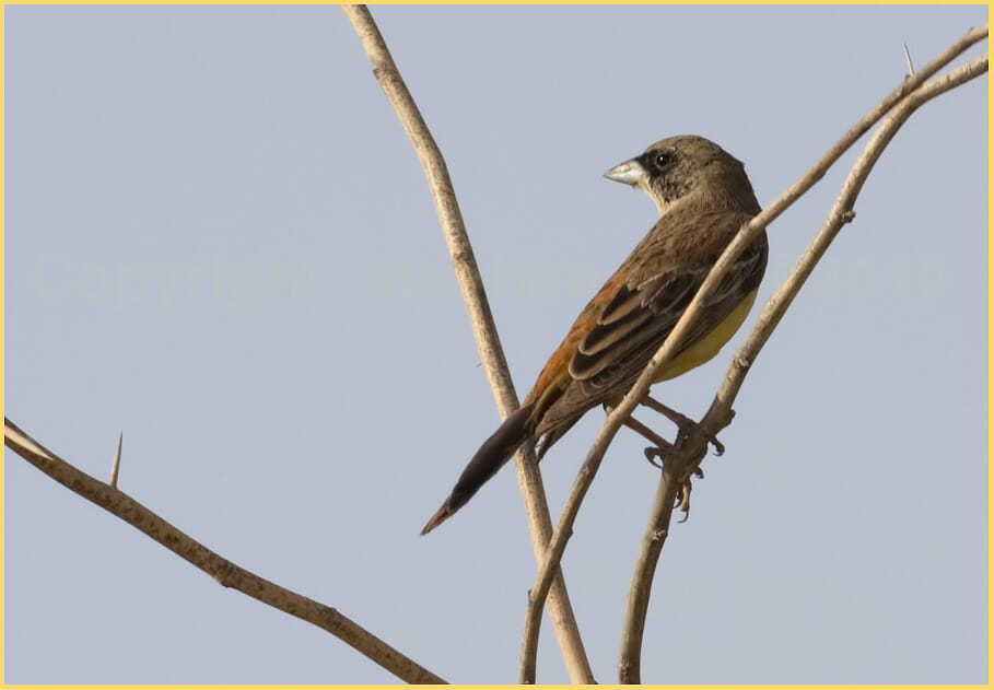 Black-headed Bunting Emberiza melanocephala