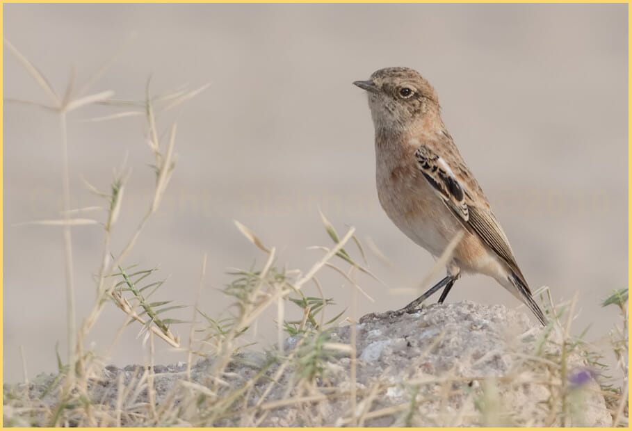 Byzantine Stonechat perched on a mound