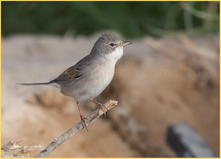 Common Whitethroat perched on a stick
