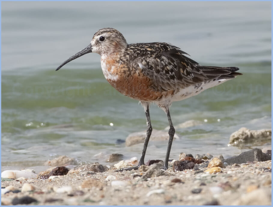 Curlew Sandpiper standing on the ground
