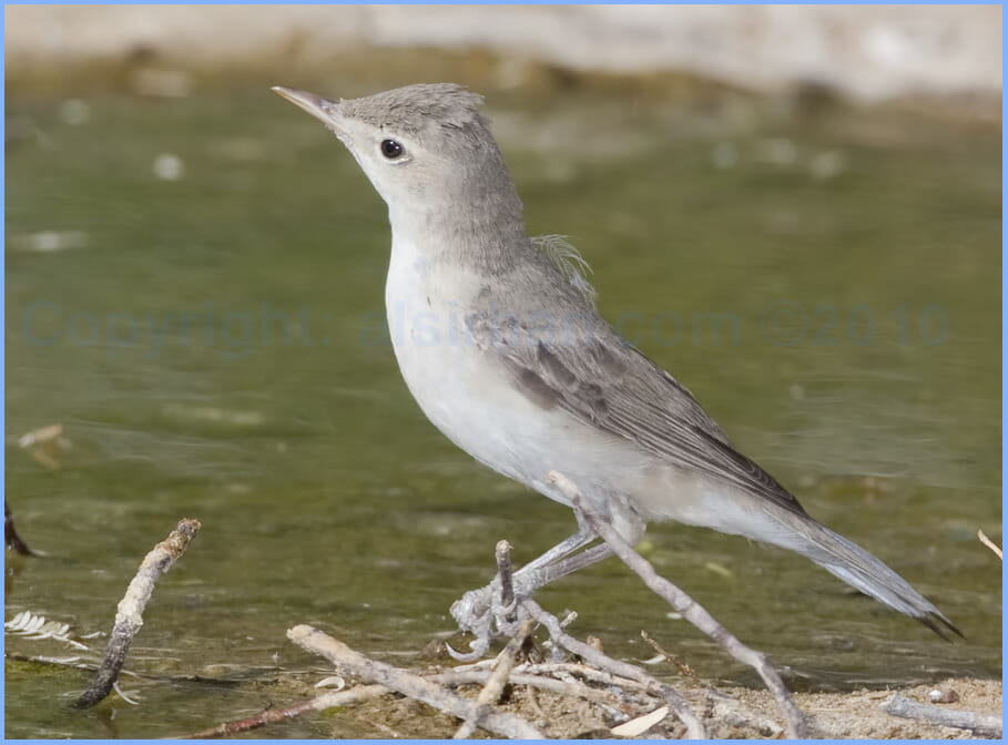 Eastern Olivaceous Warbler perched on a stick