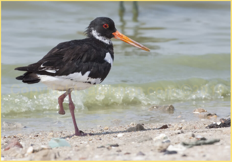 Eurasian Oystercatcher Haematopus ostralegus Eurasian Oystercatcher standing close to shoreline