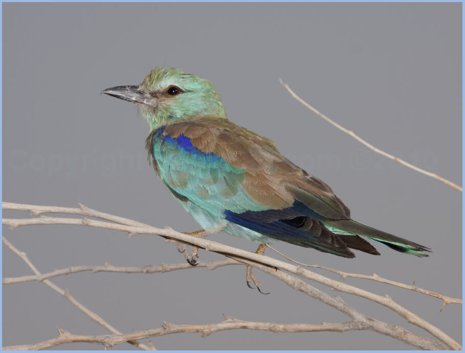 European Roller Coracias garrulus