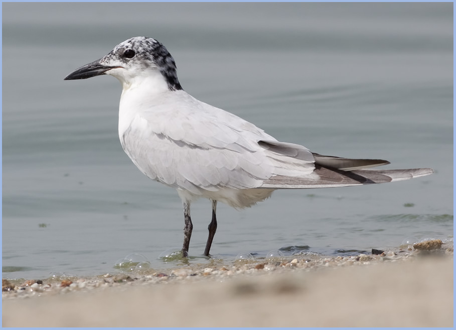 Gull-billed_Tern_MG_2556