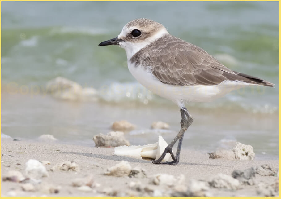 Kentish Plover Charadrius alexandrinus
