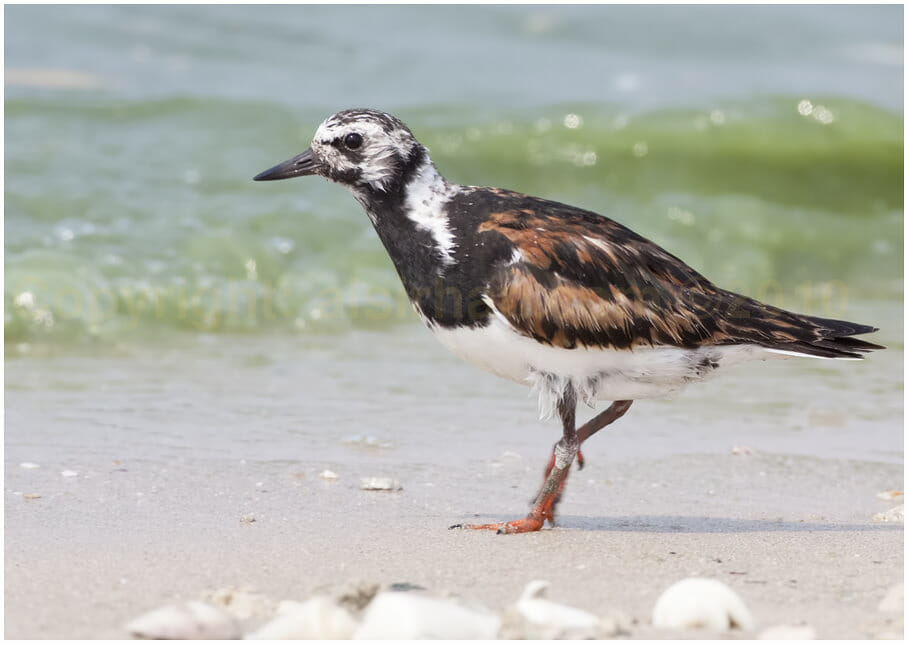 Ruddy Turnstone Arenaria interpres