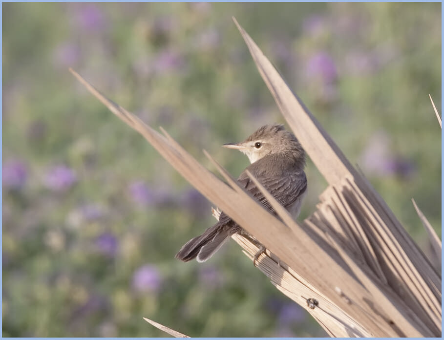 Upcher's Warbler perching on a stick