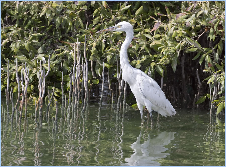 Western Reef Heron Egretta gularis schistacea