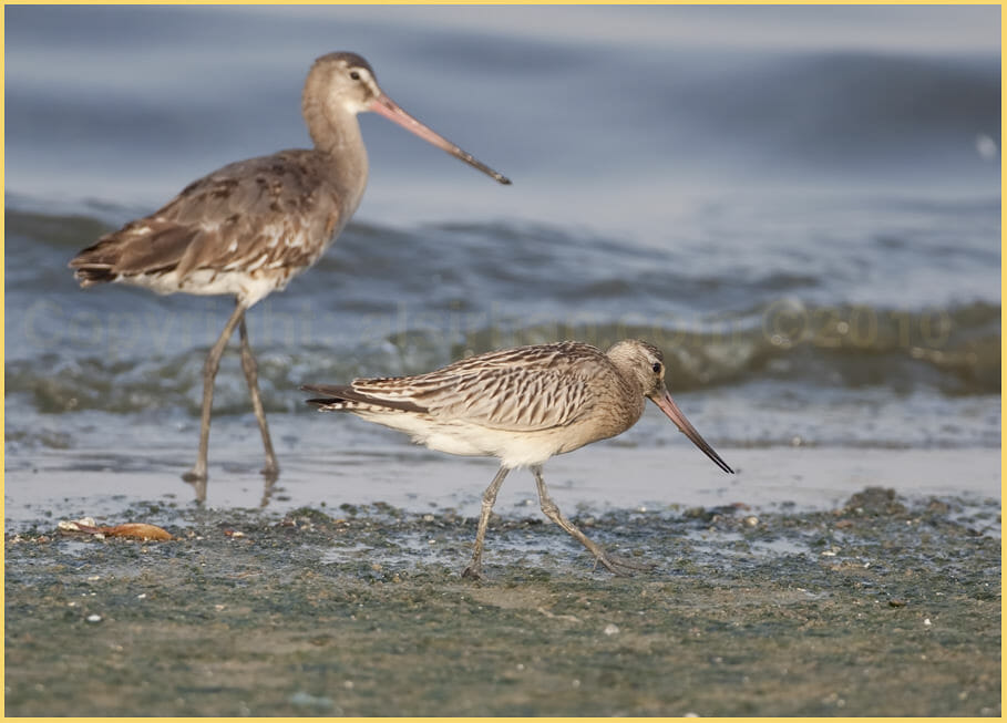 Black-tailed Godwit and Bar-tailed Godwit feeding close to shoreline