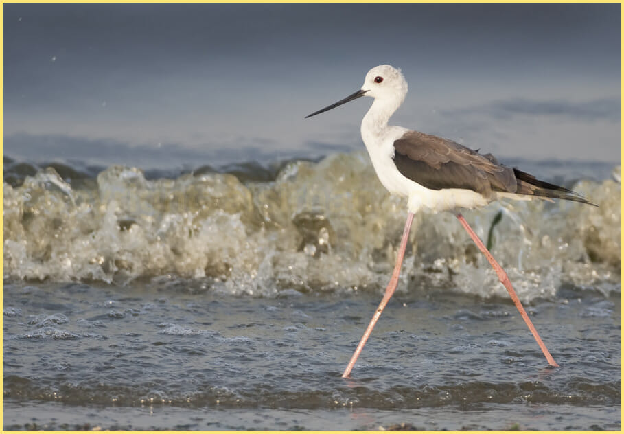Black-winged Stilt walking in water