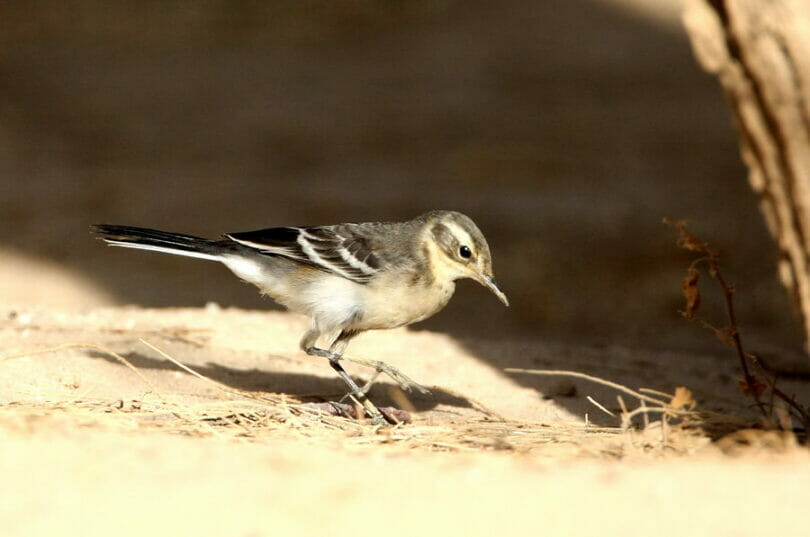 A Citrine Wagtail feeding on the ground