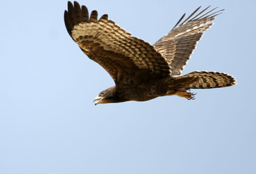 Crested Honey Buzzard in flight