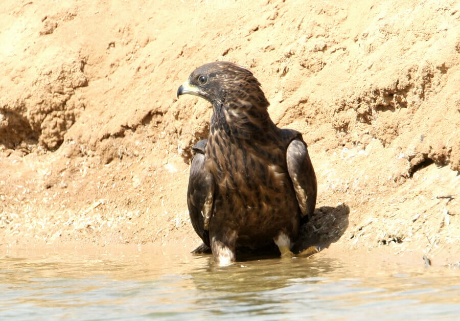 Crested Honey Buzzard Pernis ptilorhynchus