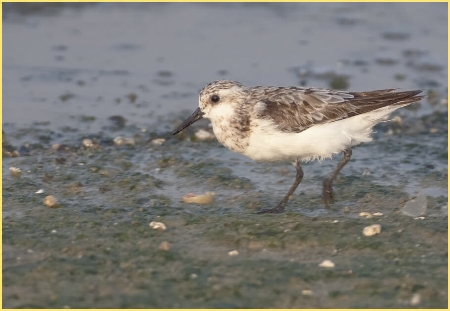 Sanderling feeding on the ground