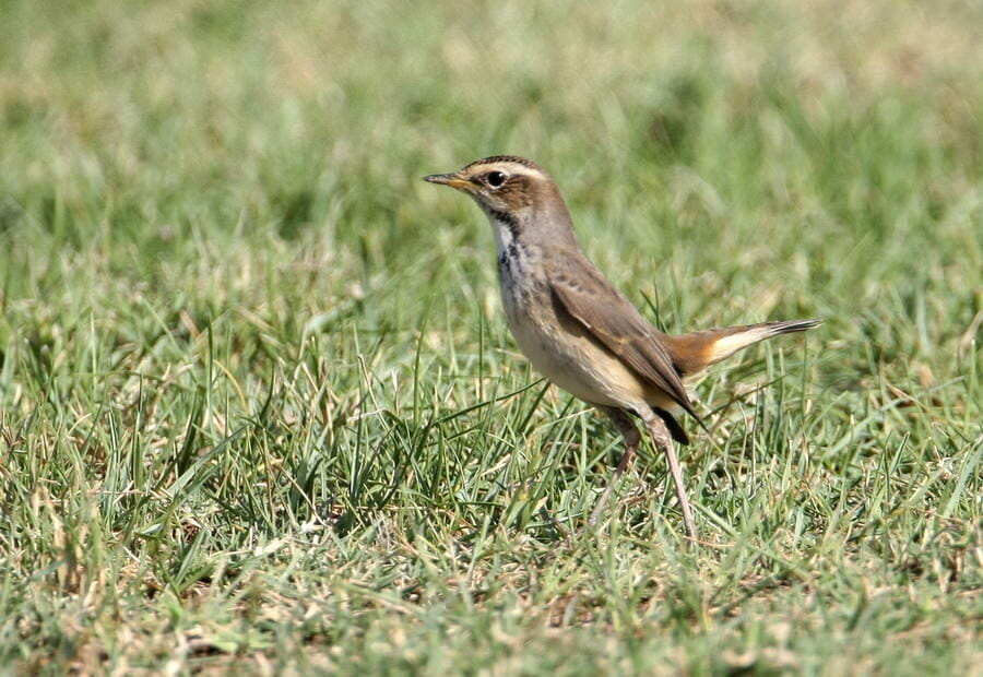 Bluethroat standing on lawn