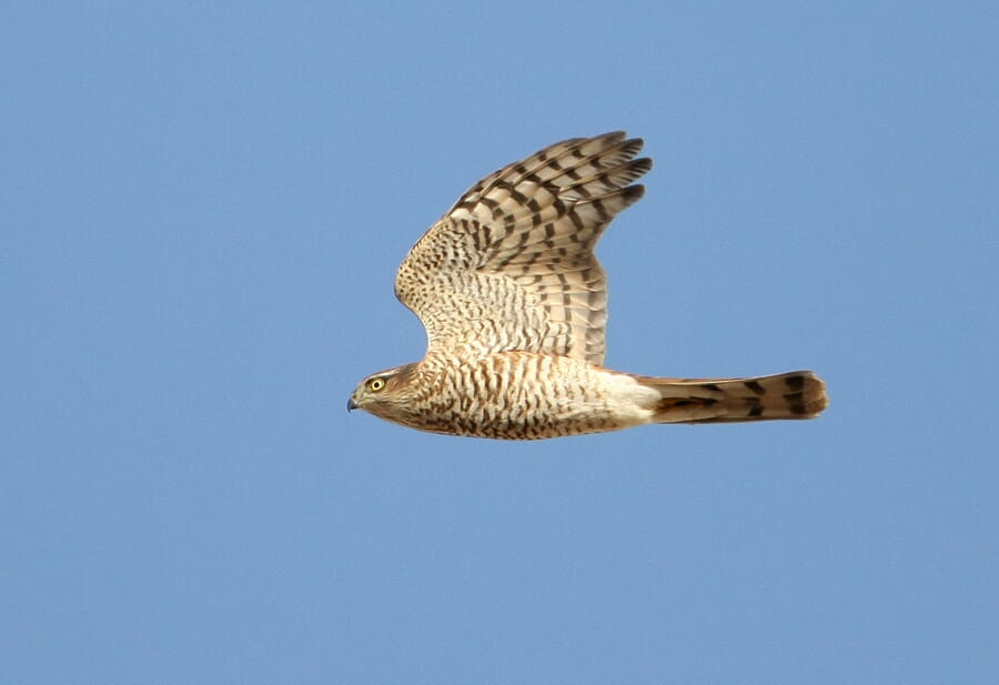Eurasian Sparrowhawk in flight