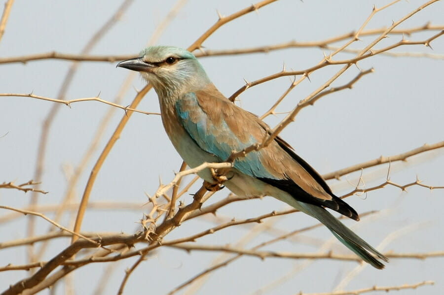 European Roller perched on a branch of a tree