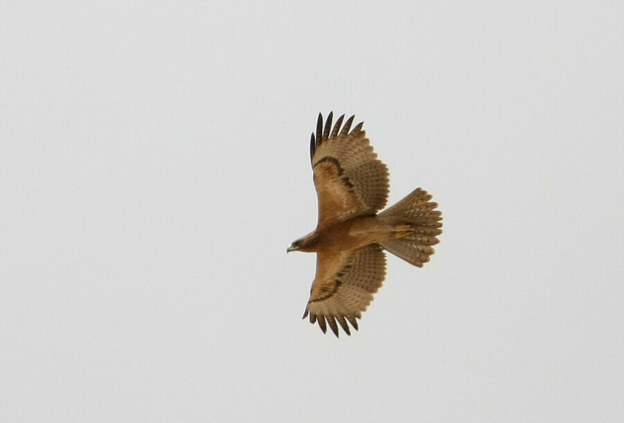 Bonelli's Eagle in flight
