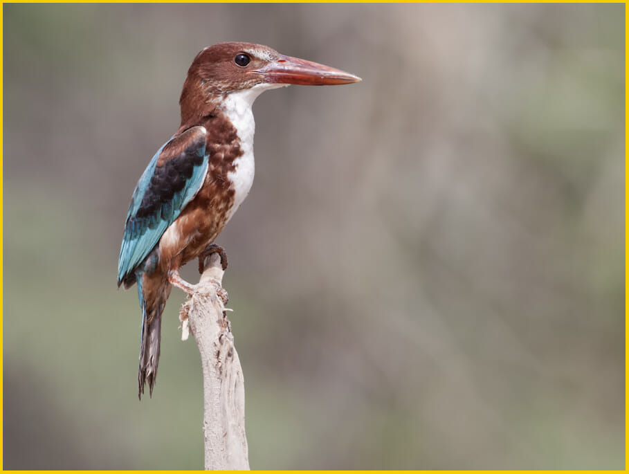 White-throated Kingfisher perched on a branch of a tree