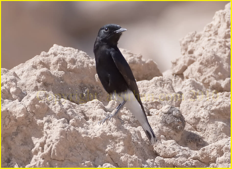 White-crowned Wheatear perched on a mound
