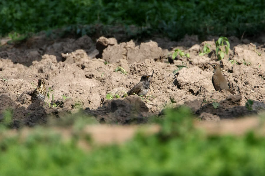 Black-throated Thrush standing on the ground