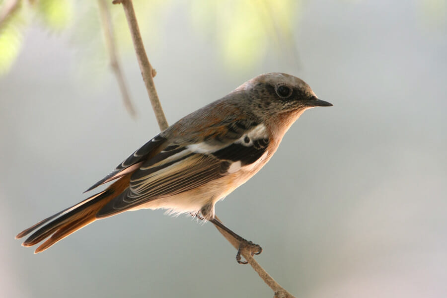 Eversmann’s Redstart perched on a branch of a tree